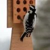 Amaranth Stoneware Suet Feeders Bamboo & Stoneware Tail Prop Suet Feeder