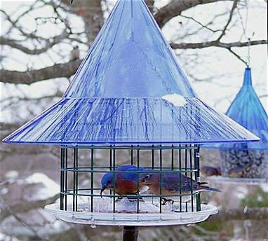 Bluebird Feeders Sky Cafe Bluebird Feeder By Arundale 3 Bluebird Feeders Sky Cafe Bluebird Feeder By Arundale