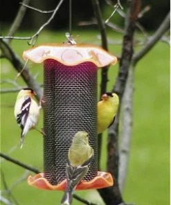 Birds Choice Thistle Feeders Forever Thistle Feeder-1 Qt