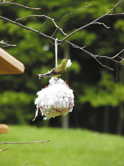 Birds Choice Nesting Materials & Roosts Cotton Nesting Ball 3 Birds Choice Nesting Materials & Roosts Cotton Nesting Ball