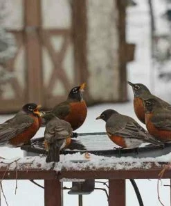 Erva Heated Deck-Mount Bird Bath-60 Watt Deck & Ground Bird Baths