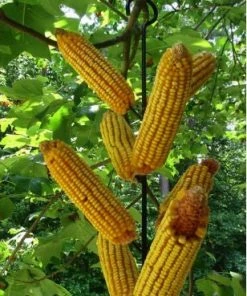 Nature House Squirrel Feeders Metal Corn Cob Squirrel Feeder-8 Ears