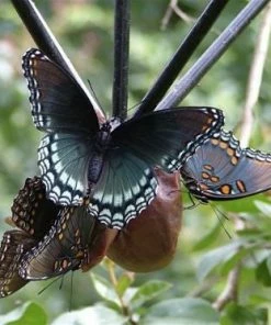 Nature House Fruit, Jelly & Mealworm Feeders Large Capacity Fruit Feeder