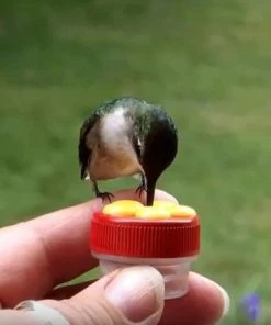 Nature Products USA Nectar Dots Hummingbird Feeders- Set/3