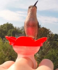 The Birdhouse Chick Hummer Ring Kit