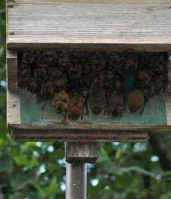 Songbird Essentials Large Capacity Bat House-5 Chamber 6 Songbird Essentials Large Capacity Bat House-5 Chamber