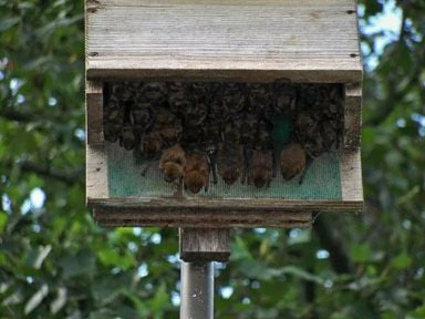 Songbird Essentials Large Capacity Bat House-5 Chamber 4 Songbird Essentials Large Capacity Bat House-5 Chamber
