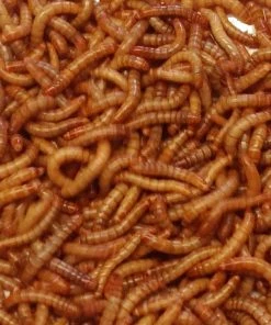 Bug Company Live Mealworms-Bulk Options