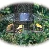 Birds Choice Weather Guard For Classic Bird Feeders Squirrel-Proof Feeders