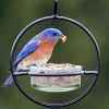 Couronne Orb Mealworm & Multi-Use Bird Feeder Unique Bird Feeders