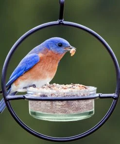 Couronne Orb Mealworm & Multi-Use Bird Feeder Unique Bird Feeders
