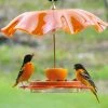 Birds Choice Oriolefest Oriole Bird Feeder 2 Birds Choice Oriolefest Oriole Bird Feeder