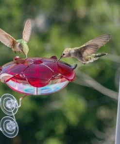 Droll Yankees Hummingbird Feeders Window Mount Hummingbird Feeder
