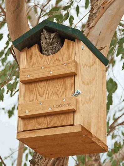 Songbird Essentials Screech Owl House Owl Houses 3 Songbird Essentials Screech Owl House Owl Houses