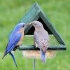 Songbird Essentials Staked Bluebird Feeder 1 Songbird Essentials Staked Bluebird Feeder