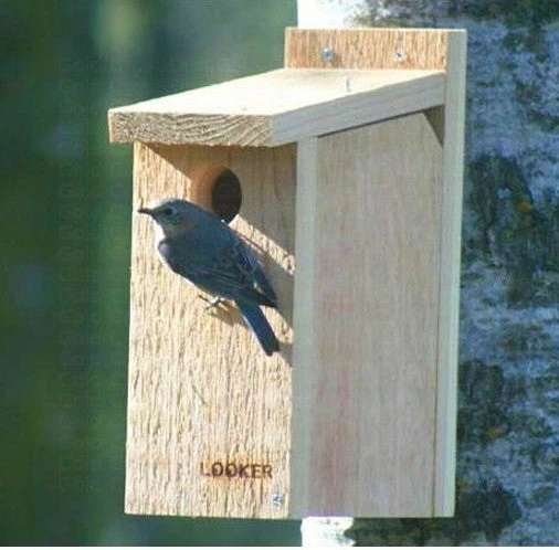 Songbird Essentials View Thru Bluebird House-NABS Approved 3 Songbird Essentials View Thru Bluebird House-NABS Approved