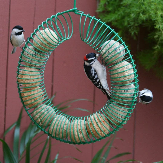 Pine Bush Home & Garden Whole Peanut Wreath Feeder Peanut Feeders 5 Pine Bush Home & Garden Whole Peanut Wreath Feeder Peanut Feeders