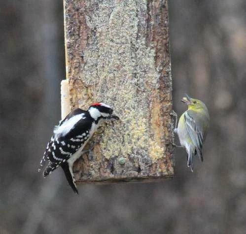 Birds Choice Specialty Foods & Mealworms Nutty Spreadable Suet 4 Birds Choice Specialty Foods & Mealworms Nutty Spreadable Suet