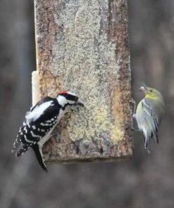 Birds Choice Suet Sandwich Bird Feeder Suet Feeders