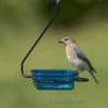 Hiatt Fruit-Jelly-Mealworm Feeder - Hanging