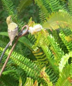 Birds Choice Leaf Mister For Butterflies, Hummingbirds & More 9 Birds Choice Leaf Mister For Butterflies, Hummingbirds & More