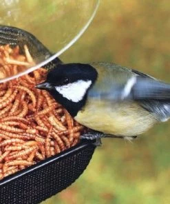 Rainbow Guardman Unique Bird Feeders Mesh Tray All-Purpose Bird Feeder