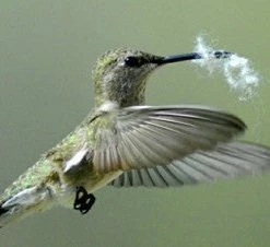 Songbird Essentials Hummingbird Feeders Hummer Helper Kit 6 Songbird Essentials Hummingbird Feeders Hummer Helper Kit