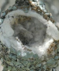 Songbird Essentials Hummingbird Feeders Hummer Helper Kit 7 Songbird Essentials Hummingbird Feeders Hummer Helper Kit