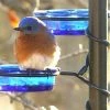 Erva Quick-Connect Glass Mealworm Feeder Bluebird Feeders 1 Erva Quick-Connect Glass Mealworm Feeder Bluebird Feeders