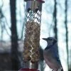 Pine Bush Home & Garden Stainless Steel Whole Peanut Feeder Peanut Feeders 1 Pine Bush Home & Garden Stainless Steel Whole Peanut Feeder Peanut Feeders