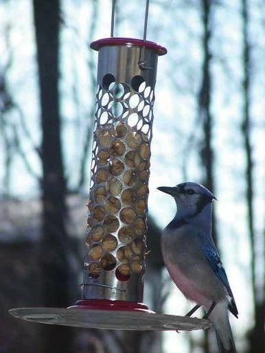 Pine Bush Home & Garden Stainless Steel Whole Peanut Feeder Peanut Feeders 3 Pine Bush Home & Garden Stainless Steel Whole Peanut Feeder Peanut Feeders