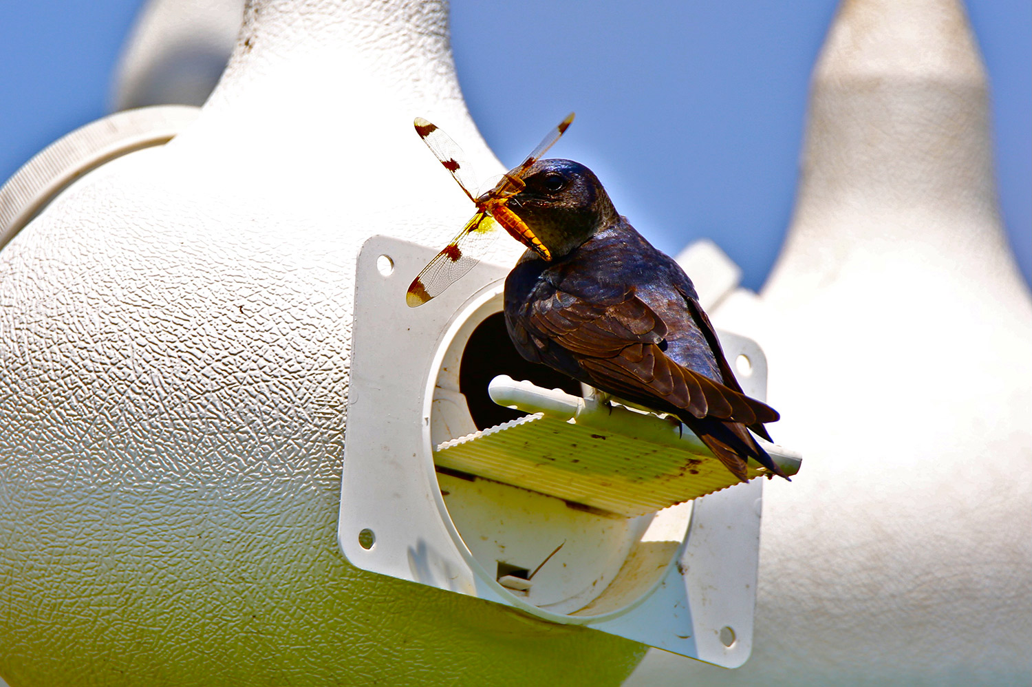 Bird Haven Shop -Bird Haven Shop 20220616 Vils WingPurpleMartinBillWalsh