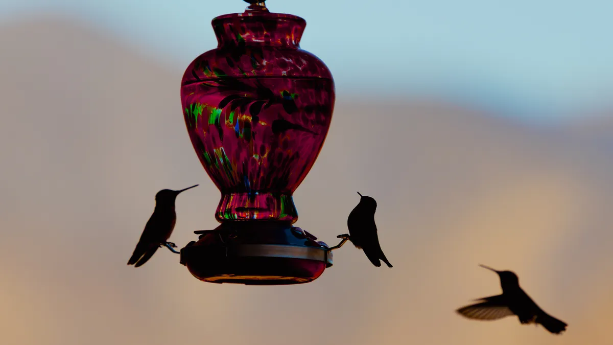 Bird Haven Shop -Bird Haven Shop hummingbirds